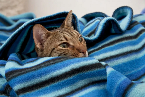 Кот любит жевать шерстяное одеяло - стоит волноваться