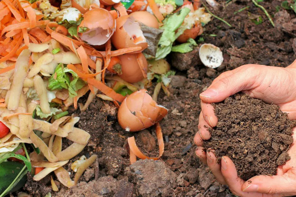 Какую органику можно не отправлять в компост, а закапывать прямо на грядке