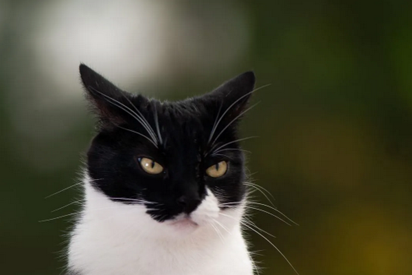 Сгонять злость на своего хозяина - характерно ли это котам