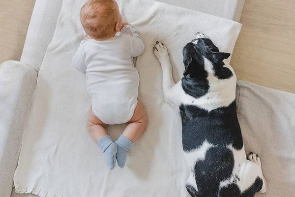 Как познакомить собаку с новорожденным, чтобы не было проблем