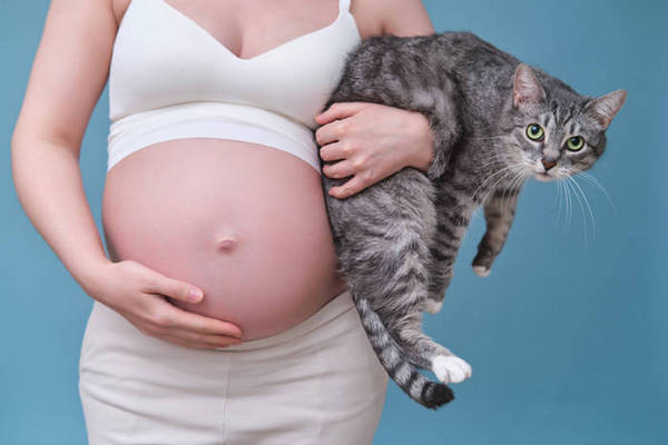Токсоплазмоз беременных: все ли кошки опасны и как можно заразиться