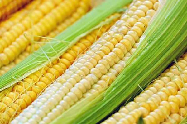 Как похудеть на кукурузной диете Доктора Китнера