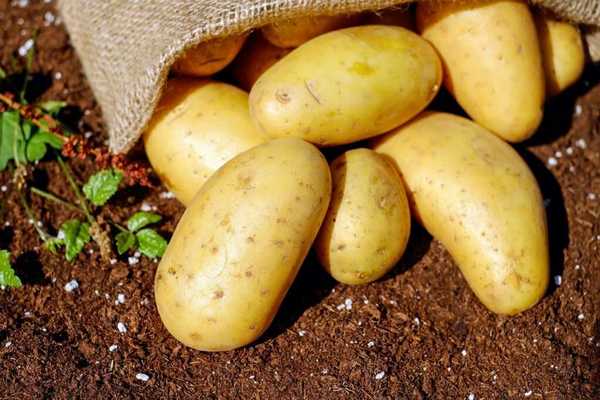 Картофельная диета: используем правильно и эффективно