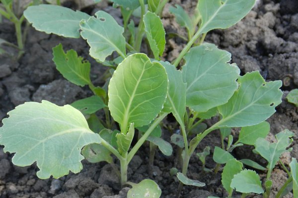 Как вырастить рассаду ранней капусты: 5 рекомендаций