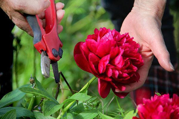 Уход за пионами: как срезать на букет и после завершения цветения