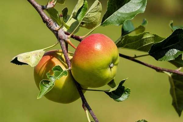 Почему сохнут ветки в яблоне и как с этим бороться