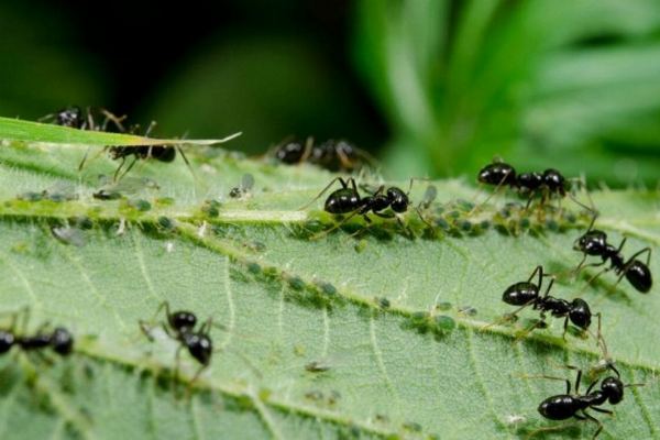 Боремся с муравьями в доме с помощью обычной муки