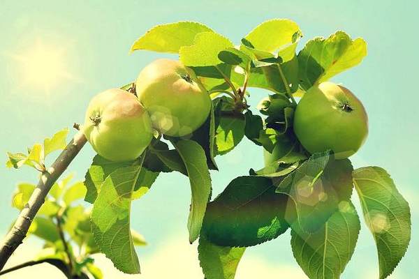 Почему сохнут ветки в яблоне и как с этим бороться