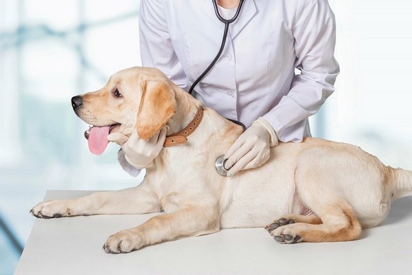 Травмы у домашних животных: виды и первая помощь