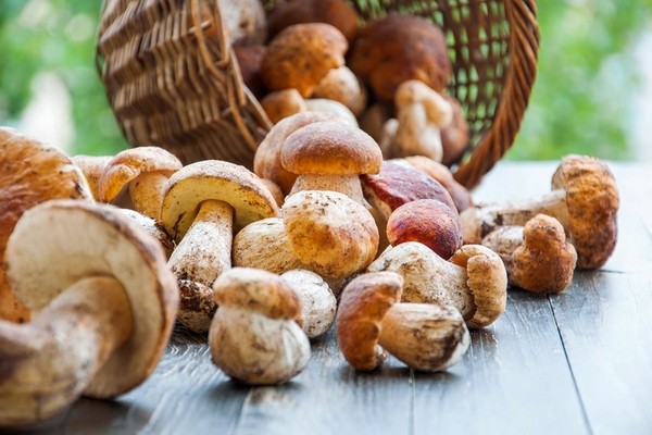 Какие грибы можно давать детям и с какого возраста: мнение диетологов