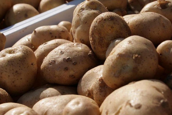 Причины плохого урожая картофеля и решение проблемы