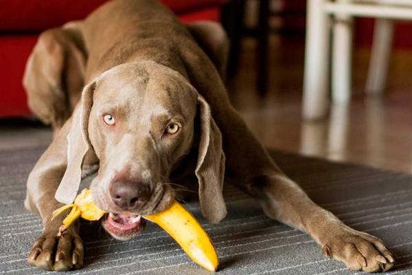Можно ли давать собакам бананы и как это делать