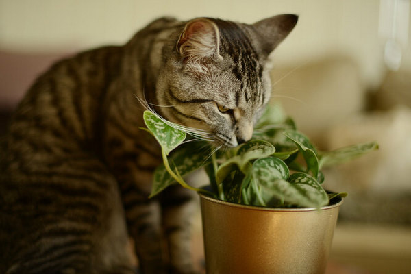Растения, которые нельзя держать дома владельцам кошек