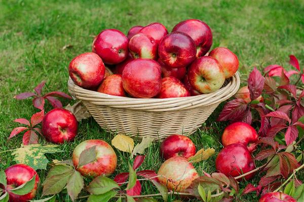 Уловки, которые позволят выбрать максимально сладкие и сочные яблоки