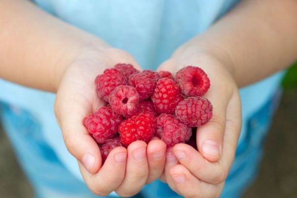 Почему нельзя давать ребёнку фрукты, когда вы знакомите его с ягодами