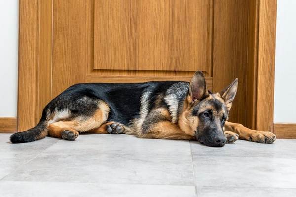 Что это значит, когда ваша собака сидит или спит у входной двери