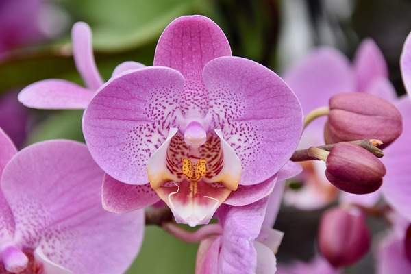 Почему орхидею иногда полезно поливать раствором перекиси водорода.