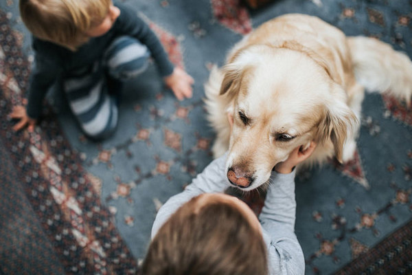 Роль домашних животных в воспитании эмпатии