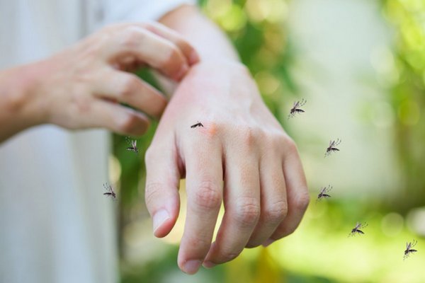 Почему вас все время кусают комары — объясняют ученые