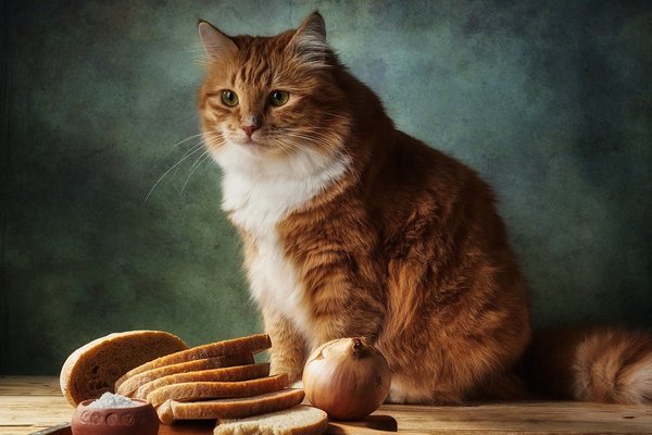 Почему кошкам нельзя давать хлеб — главные угрозы здоровью питомца