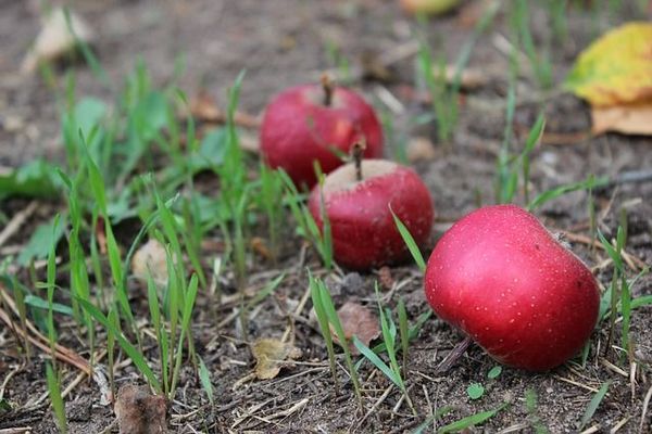Вот что будет, если оставить опалы яблоки под деревом: проблем не миновать