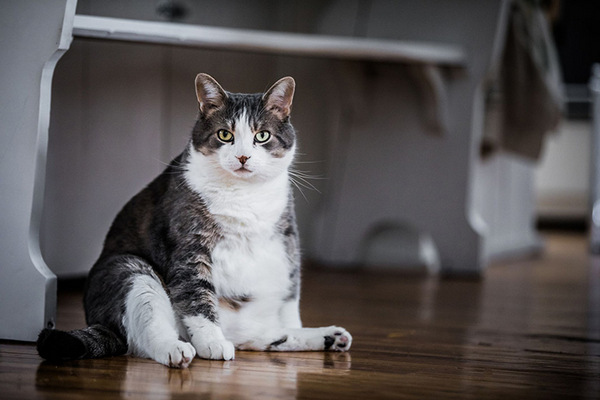 Почему у кошек появляется лишний вес: проблема, с которой сталкиваются не только люди