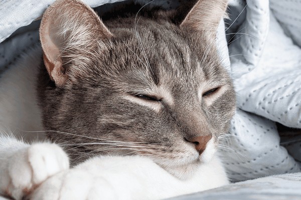 Кошка храпит во сне: почему, нормально ли это и что делать