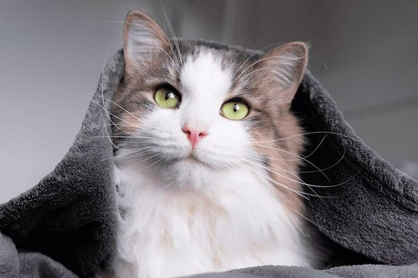 Основные причины, по которым ваша кошка прячется под одеяло