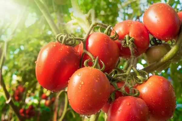 Почему первые плоды на томатах вырастают кривыми и как это исправить