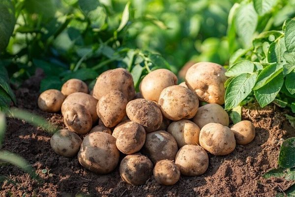 Удобрения, делающие картофель мелким и невкусным: от некоторых лучше отказаться