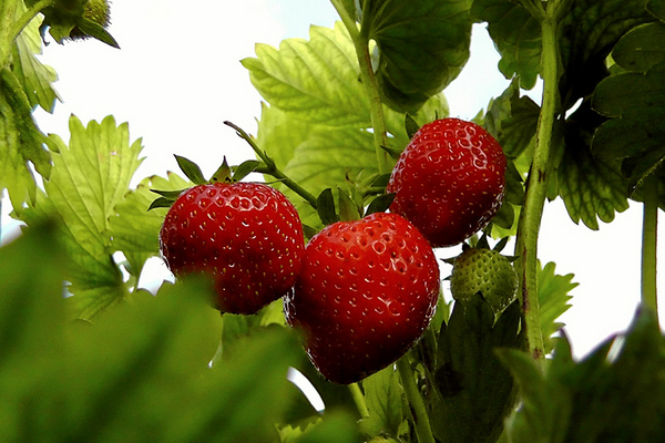 Отсутствие ягод клубники после обильного цветения: пять основных причин
