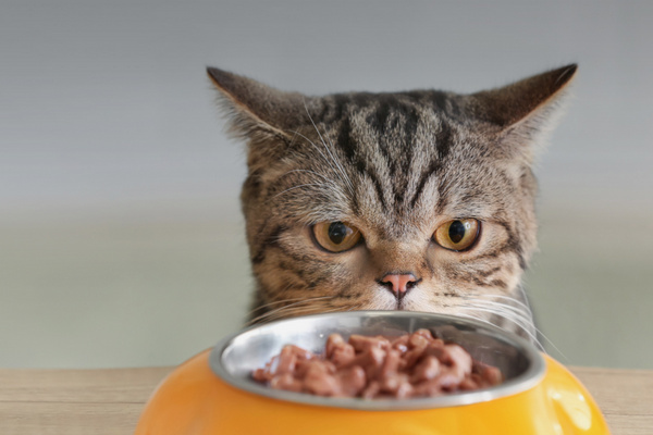 Эксперты рассказали, полезен ли для кошек влажный корм