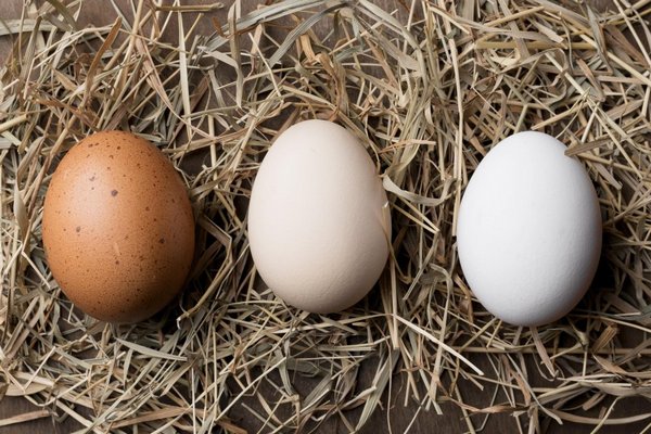 Эксперт окончательно разрешил спор: необходимо ли мыть свежие яйца перед использованием.