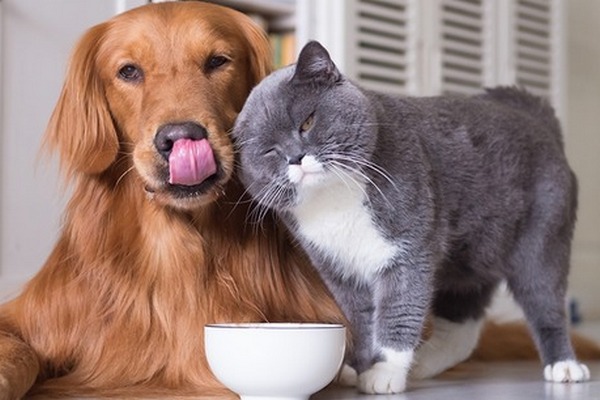 Як вибрати правильний корм для котів/собак: поради від ветеринарів