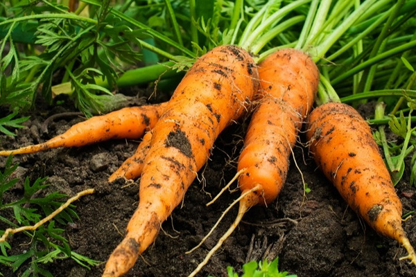 Чем подкормить свеклу и морковь в июле, чтобы были ровными и сладкими