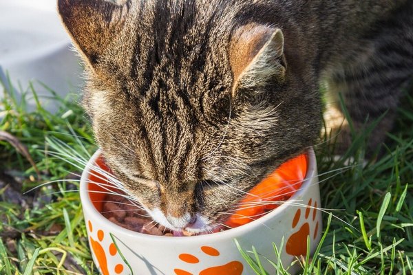 Хулиганит неспроста: вот почему кошке так нравится есть с пола
