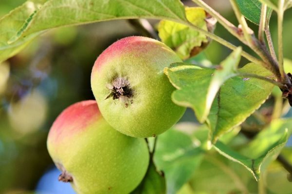 Гниют яблоки на деревьях: поможет этот проверенный способ борьбы с плодовой гнилью