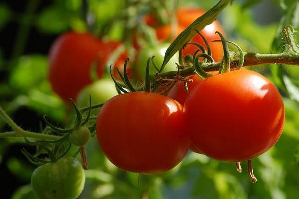 Натуральное органическое удобрение для томатов, которое поможет растениям лучше расти и развиваться.