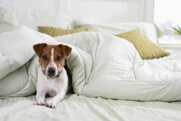 Вредит ли нахождение домашнего питомца в спальне вашему сну?